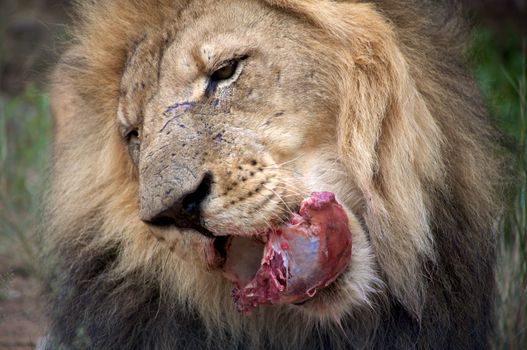 Detail of a lion in a Safari in Namibia