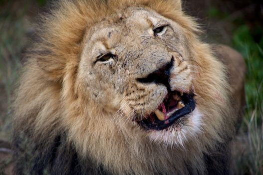 Detail of a lion in a Safari in Namibia