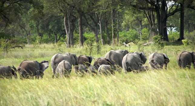 Elephant in the bush - Moremi Nature Reserve in Botswana