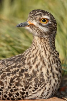 Thick-knee or Dikkop bird with a bright yellow eye