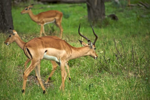 Springboks in Moremi Nature Reserve