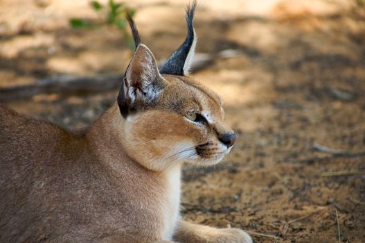 Caracal in Harnas Foundation in Namibia