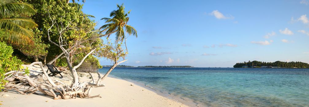 Coconut tree on the beach in the Maldives