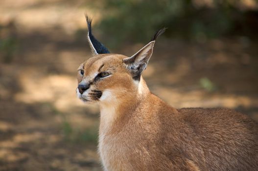 Caracal in Harnas Foundation in Namibia