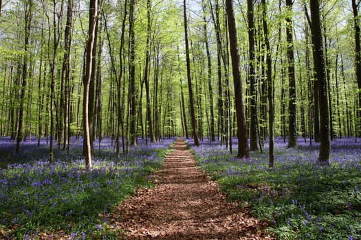 Bluebell in the forest of Halle - in Belgium - very famous for its blue flowers in May
