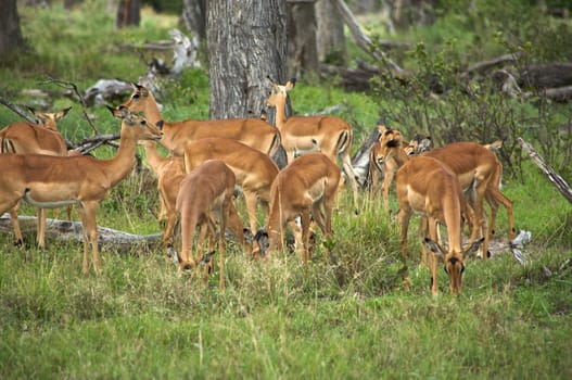 Springboks in Moremi Nature Reserve