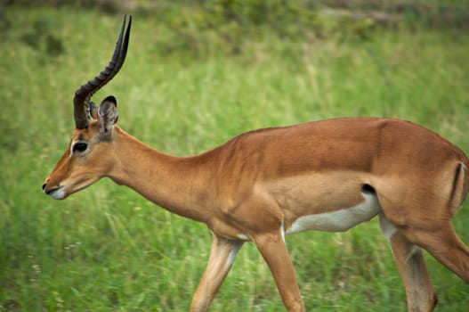 Springboks in Moremi Nature Reserve