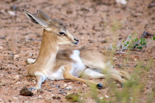 Baby Springbok in the Kalahari desert