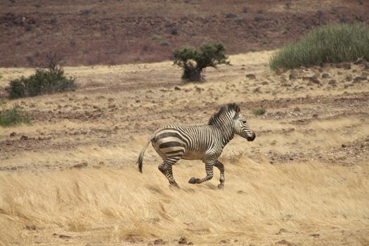 baby Zebra running in the countryside of Namibia