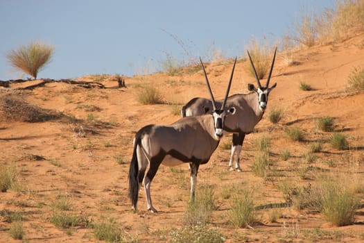 Two gemsboks looking at me while taking the photo in the Kalahari desert in South Africa