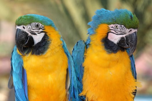 Two beautiful maccaw parrots with green yellow and blue feathers
