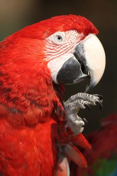 Portrait of a Scarlet Macaw bird with bright red feathers