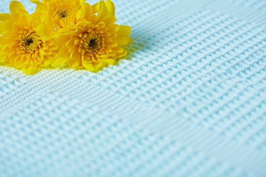 Contrasting composition of yellow flowers on a blue fabric background