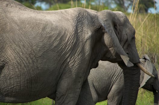 Elephant in the bush - Moremi Nature Reserve in Botswana