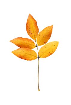 Branch with dry yellow fall leaves isolated on white background with clipping path