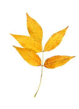 Branch with dry yellow fall leaves isolated on white background with clipping path