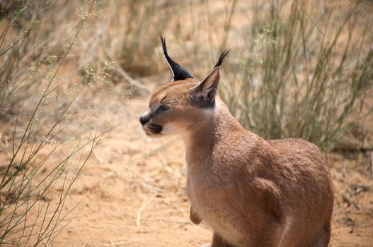 Caracal in Harnas Foundation in Namibia