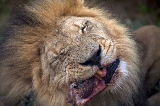 Detail of a lion in a Safari in Namibia