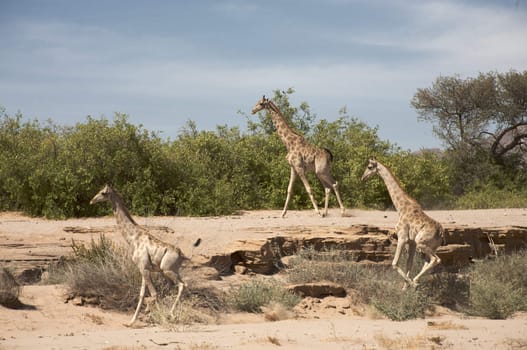 Giraffes running in the desert of Kaokoland, Namibia