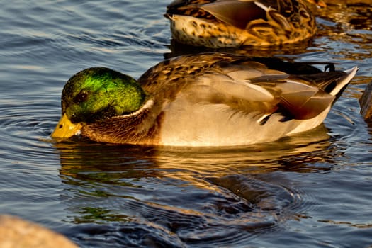 A duck in a pond with its head in the water lit by the beautiful golden rays of sun set