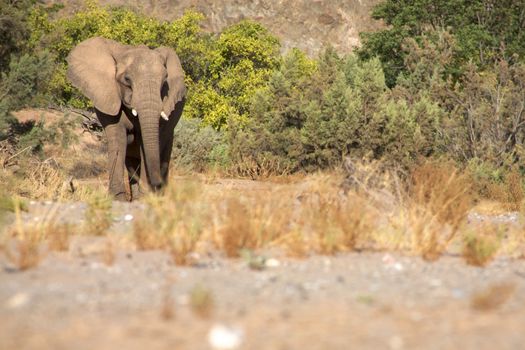 Elephant eating in a river bed in the Skeleton Coast Desert, Namibia