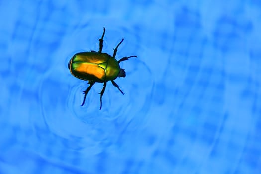 Insulated big bug floating in swimming pool