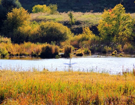 Summer beautiful landscape with lonely white swan