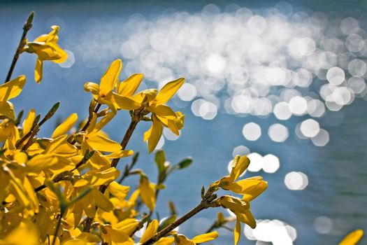 Bright yellow forsythia flowers over blurred background