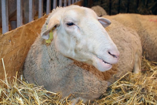 Sheep in its cubicle during an agricultural exposition