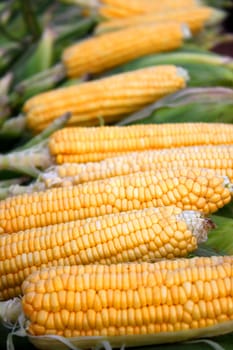 Fresh corncobs for sale at a farms shop.