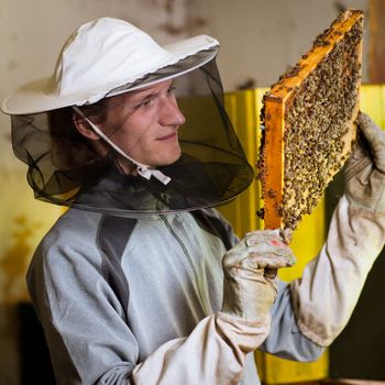 Beekeeper in an apiary holding a frame of honeycomb covered with swarming bees