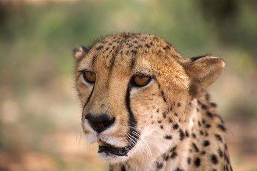 cheetah in Harnas Foundation  Namibia