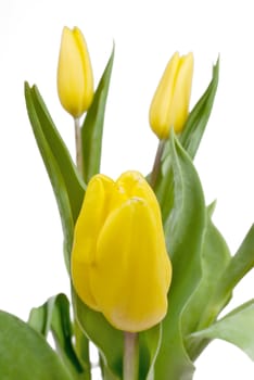 Yellow tulips closeup on the white