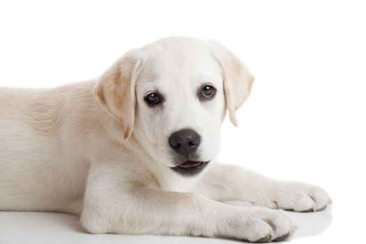 Beautiful labrador retriever cream puppy isolated on white background