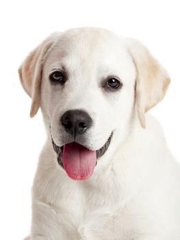 Beautiful portrait of a labrador retriever puppy with tongue out, isolated on white