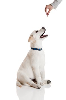 Beautiful labrador retriever cream puppy isolated on white being rewarded for good behavior