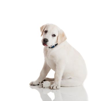 Beautiful labrador retriever cream puppy isolated on white background wearing a blue dog-collar