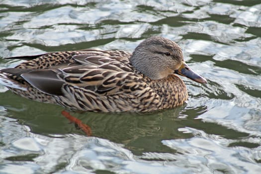 duck on the lake