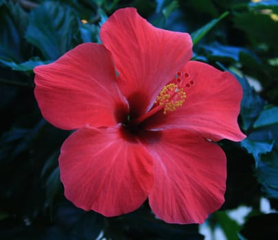 Hawaiin flower Hibiscus tiliaceus