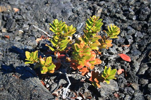 new plant life emerging from volcanic ashes after lava flow detroys everything