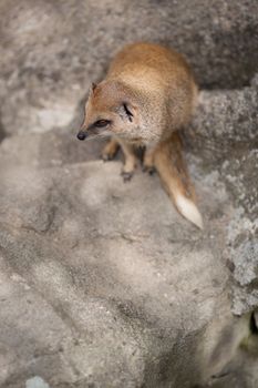 cute yellow mongoose