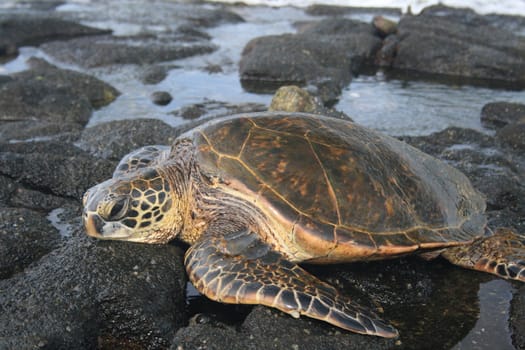 (Chelonia mydas) green sea turtle resting on rock