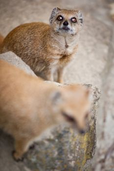 cute yellow mongoose