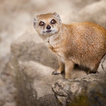 cute yellow mongoose