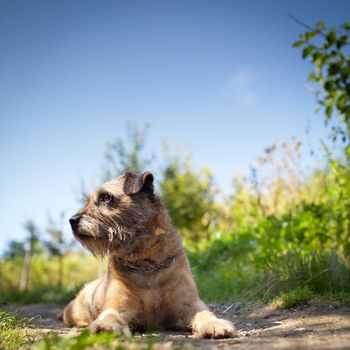 Border Terrier