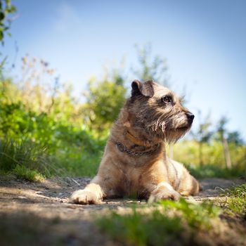 Border Terrier