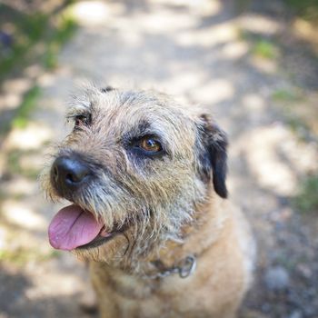 Border Terrier