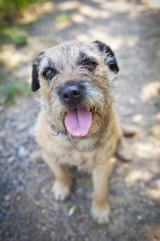 Border Terrier