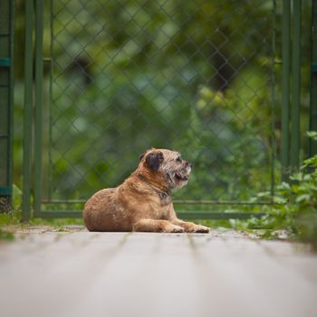 Border Terrier