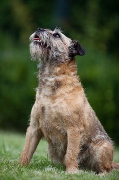 Border Terrier